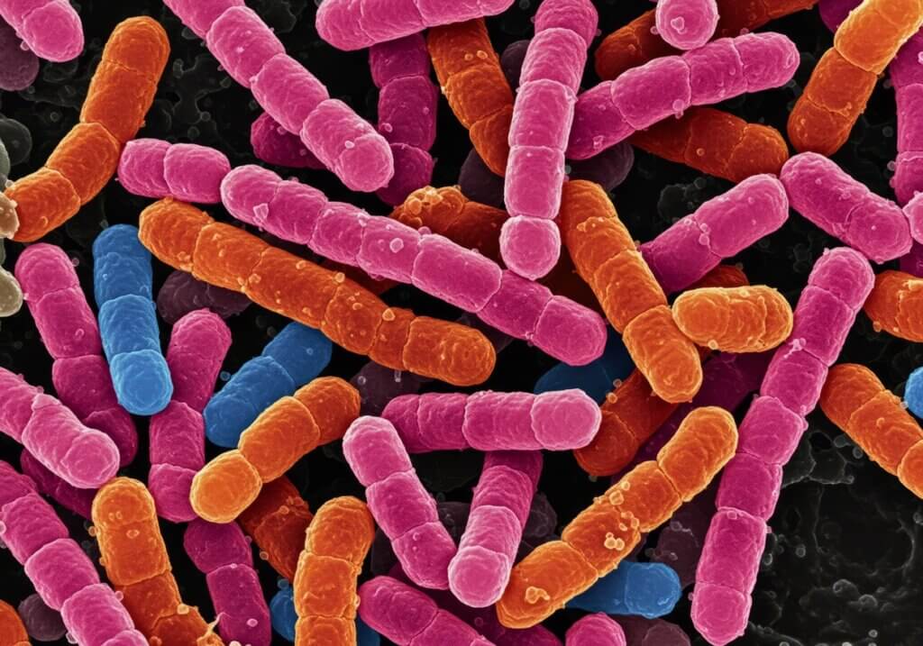 szczepy bakterii lactobacillus
